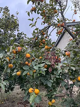 Satılır 6 otaqlı həyət evi 210 m²