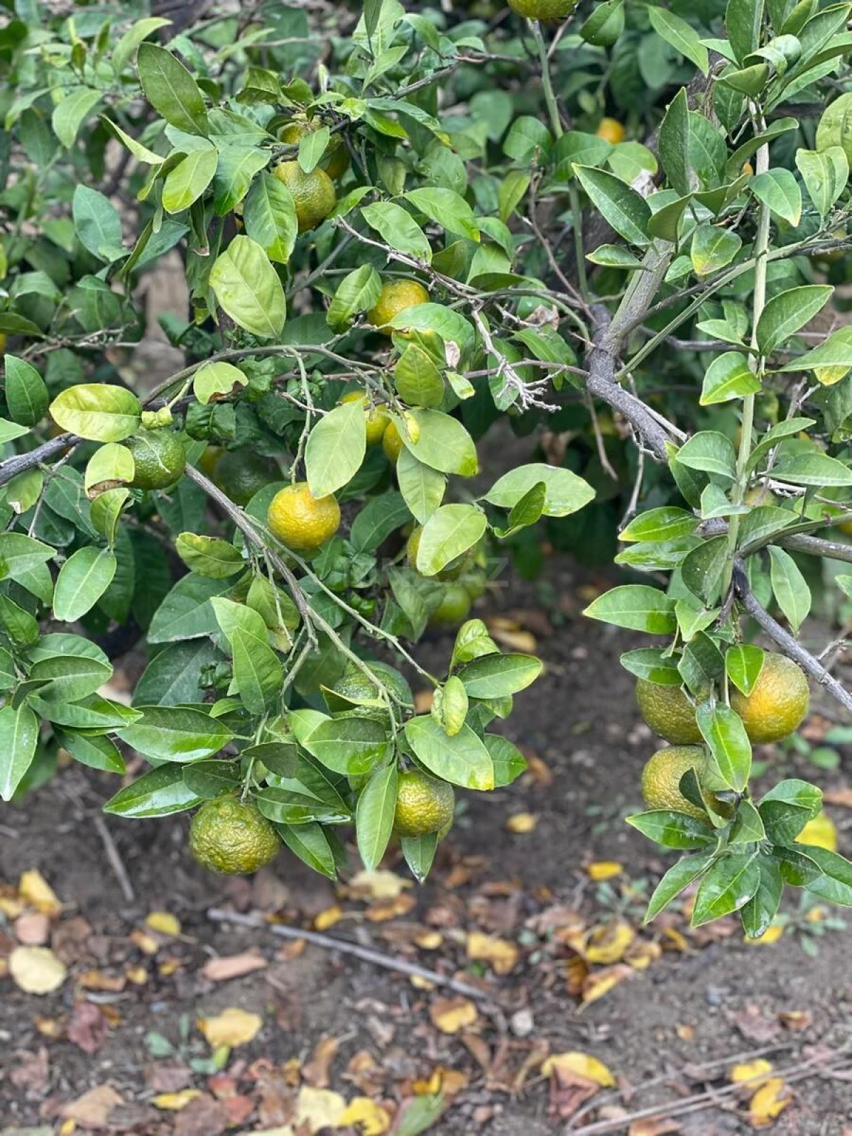 Satılır 6 otaqlı həyət evi 210 m²