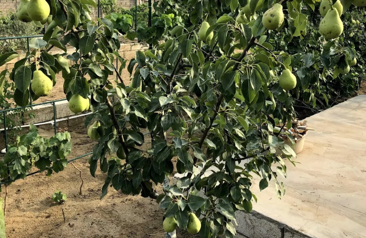 Kirayə verilir 6 otaqlı həyət evi 320 m²