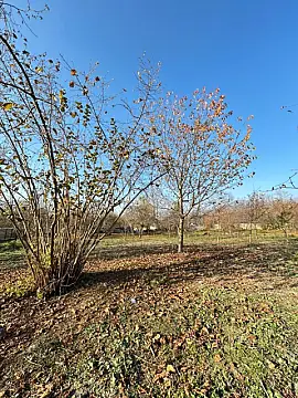 Satılır torpaq sahəsi 6 m² — Qəbələ 6.00 m²