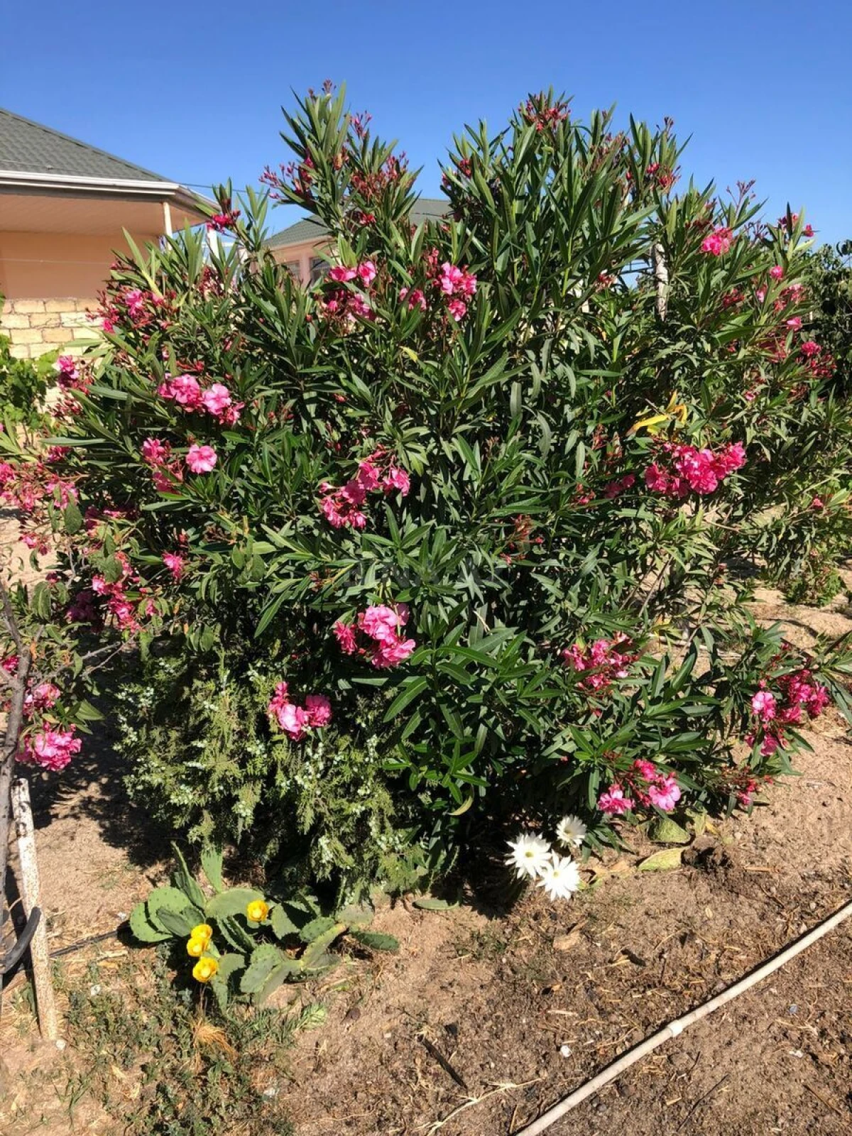 Kirayə verilir 7 otaqlı həyət evi 250 m²