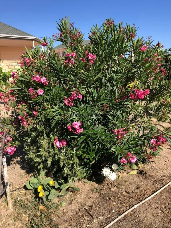 Kirayə verilir 7 otaqlı həyət evi 250 m²