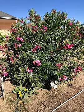 Kirayə verilir 7 otaqlı həyət evi 250 m²