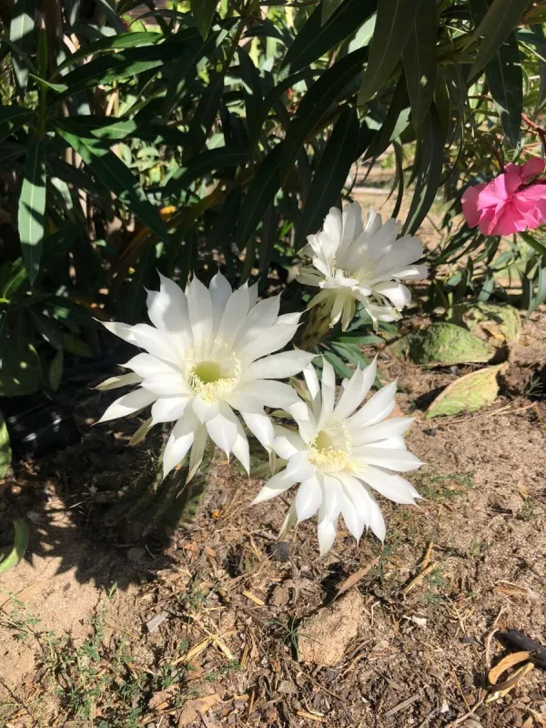 Kirayə verilir 7 otaqlı həyət evi 250 m²