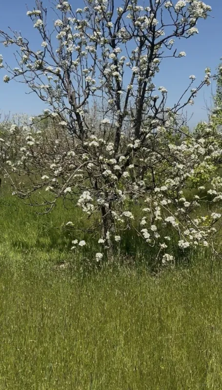 Satılır 4 otaqlı həyət evi 100 m²