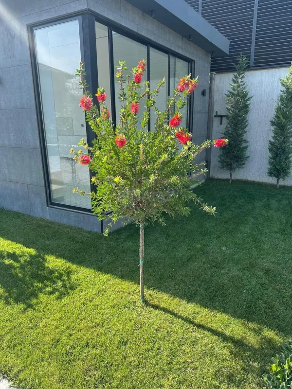 Kirayə verilir 5 otaqlı həyət evi 270 m²