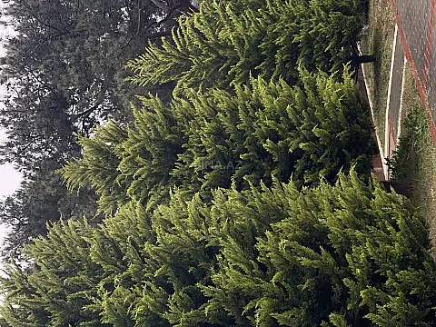 Satılır 15 otaqlı həyət evi 600 m² — Bakı, Şüvəlan 15 otaq 600.00 m²