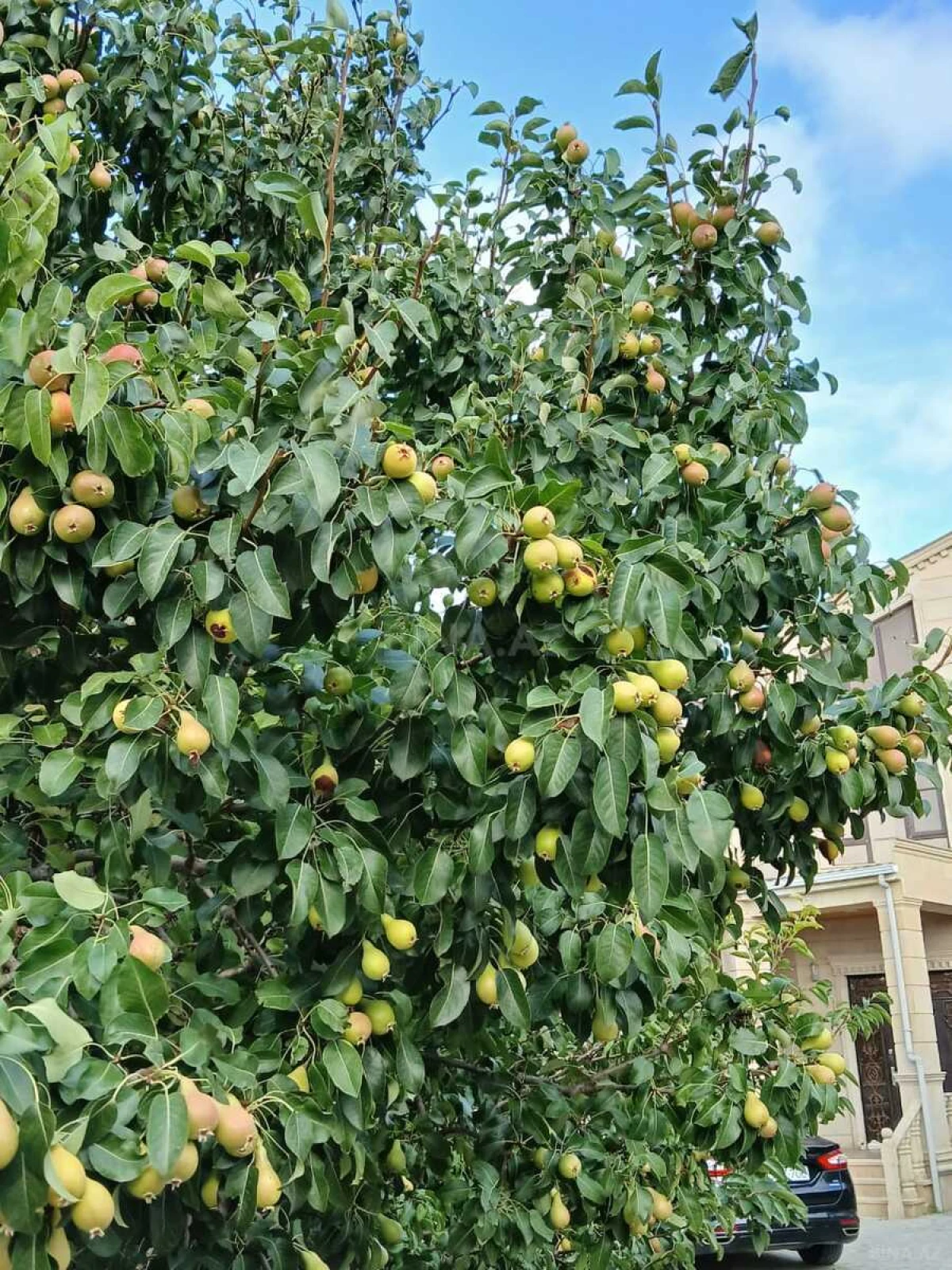 Satılır 6 otaqlı həyət evi 400 m²