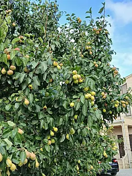 Satılır 6 otaqlı həyət evi 400 m²