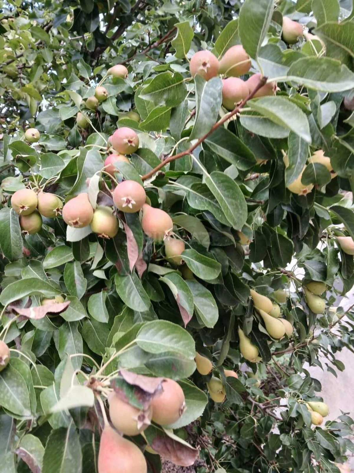 Satılır 6 otaqlı həyət evi 400 m²