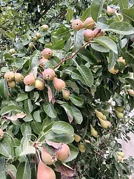 Satılır 6 otaqlı həyət evi 400 m²