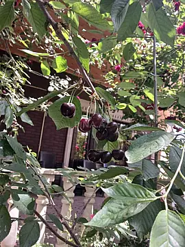 Satılır 6 otaqlı həyət evi 400 m²