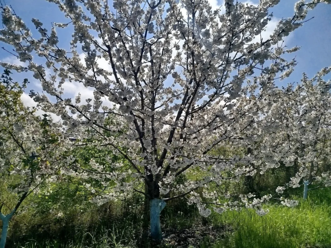 Satılır torpaq sahəsi 8 m²