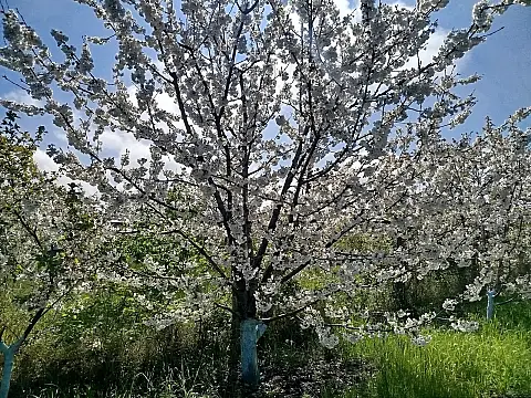 Satılır torpaq sahəsi 8 m²