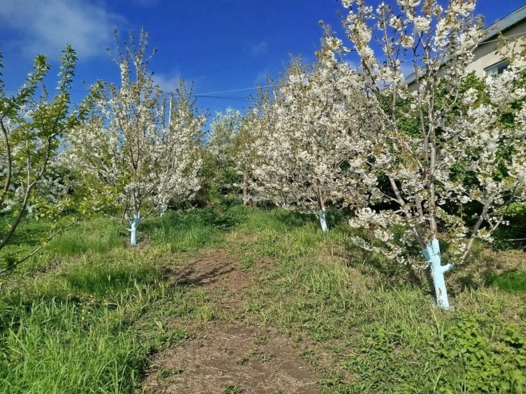 Satılır torpaq sahəsi 8 m²