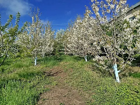 Satılır torpaq sahəsi 8 m²