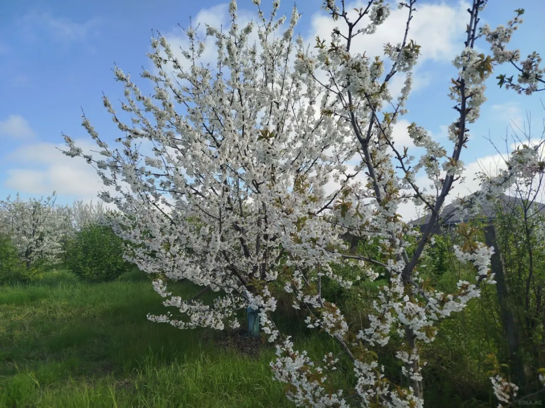 Satılır torpaq sahəsi 8 m²