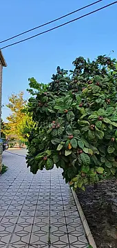 Satılır 5 otaqlı həyət evi 200 m²