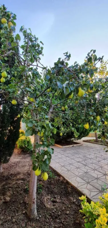 Satılır 5 otaqlı həyət evi 200 m²