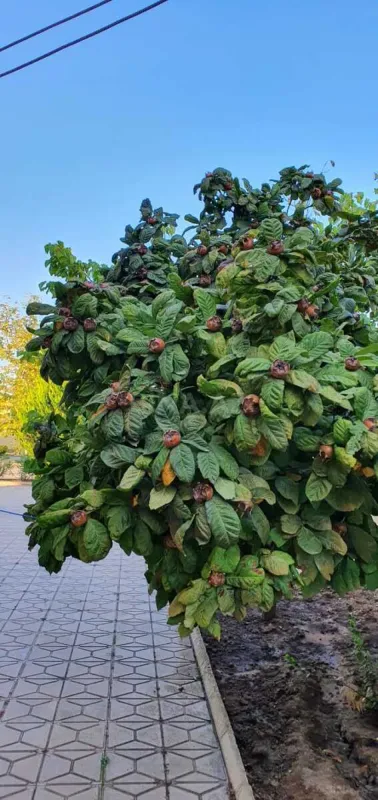 Satılır 5 otaqlı həyət evi 200 m²