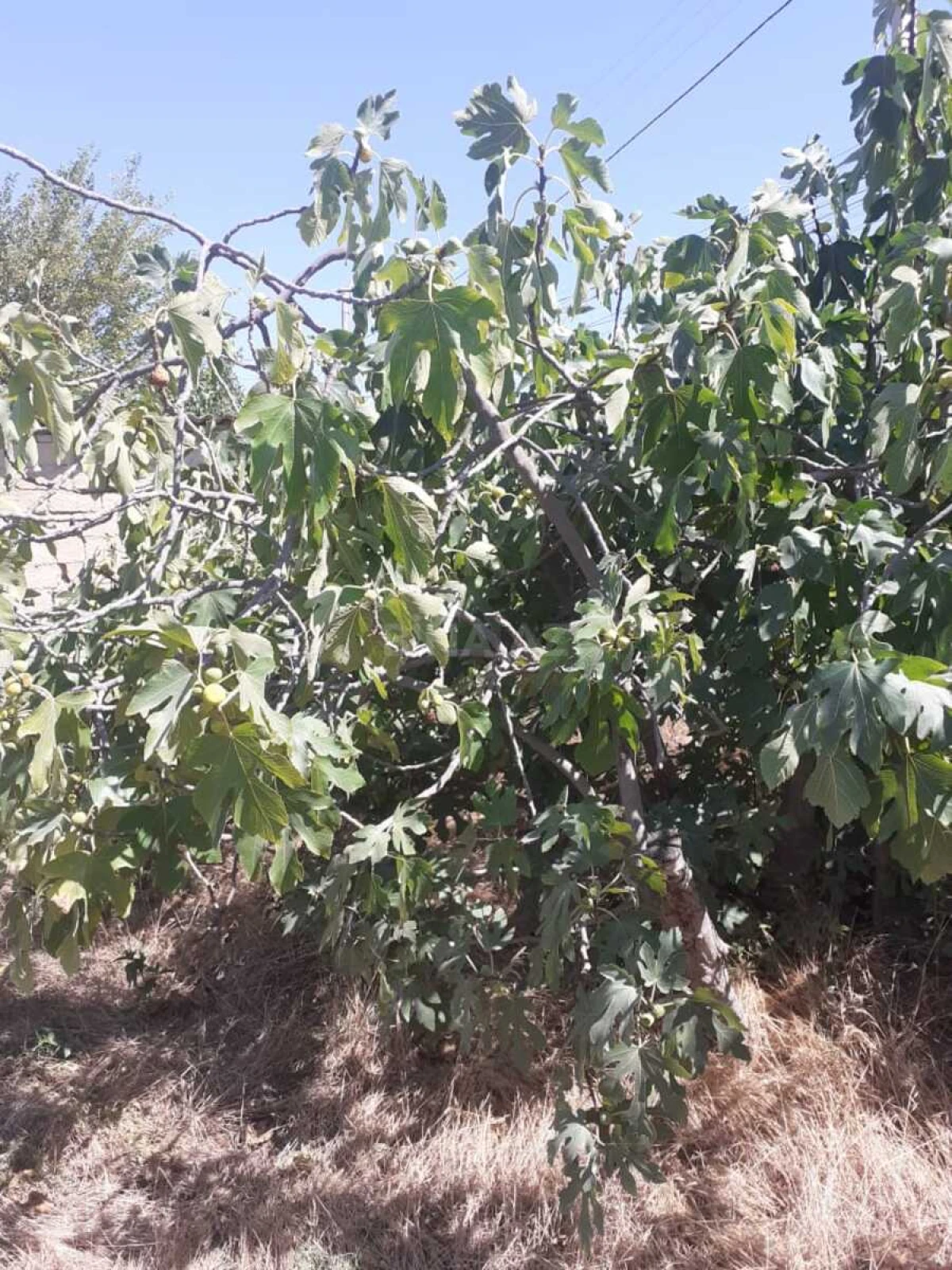 Satılır torpaq sahəsi 15 m²