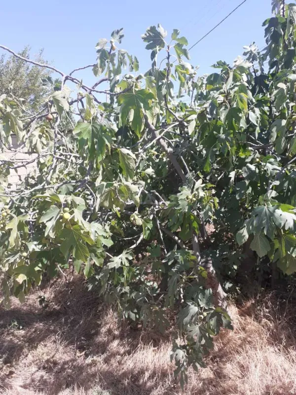 Satılır torpaq sahəsi 15 m²