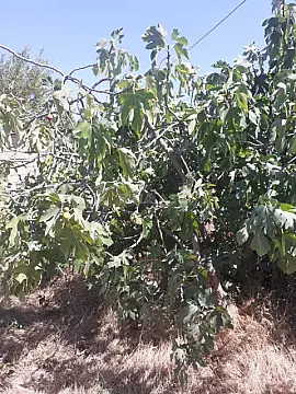 Satılır torpaq sahəsi 15 m²