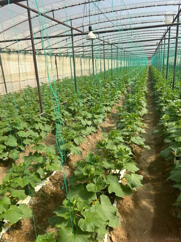 Satılır 5 otaqlı həyət evi 60 m²