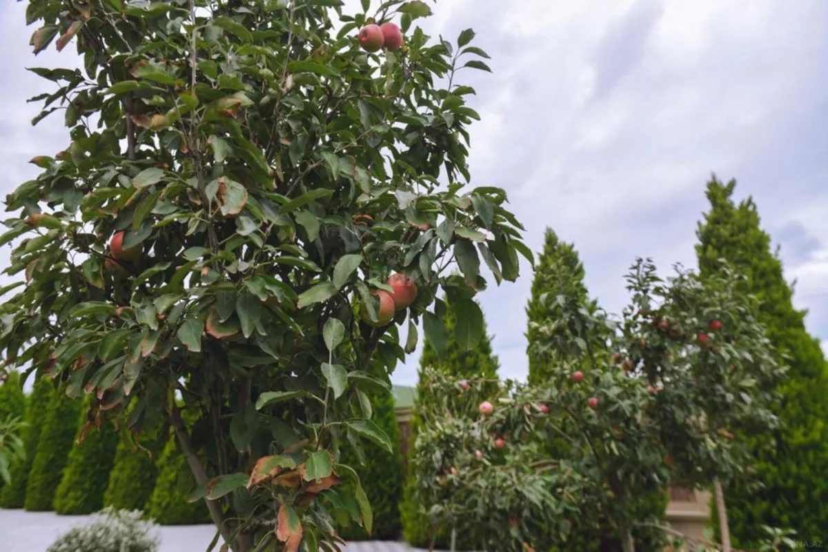 Kirayə verilir 5 otaqlı həyət evi 250 m²