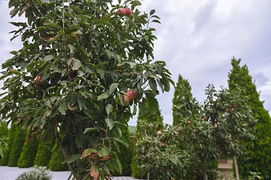 Kirayə verilir 5 otaqlı həyət evi 250 m²