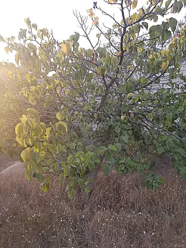 Satılır torpaq sahəsi 12 m²