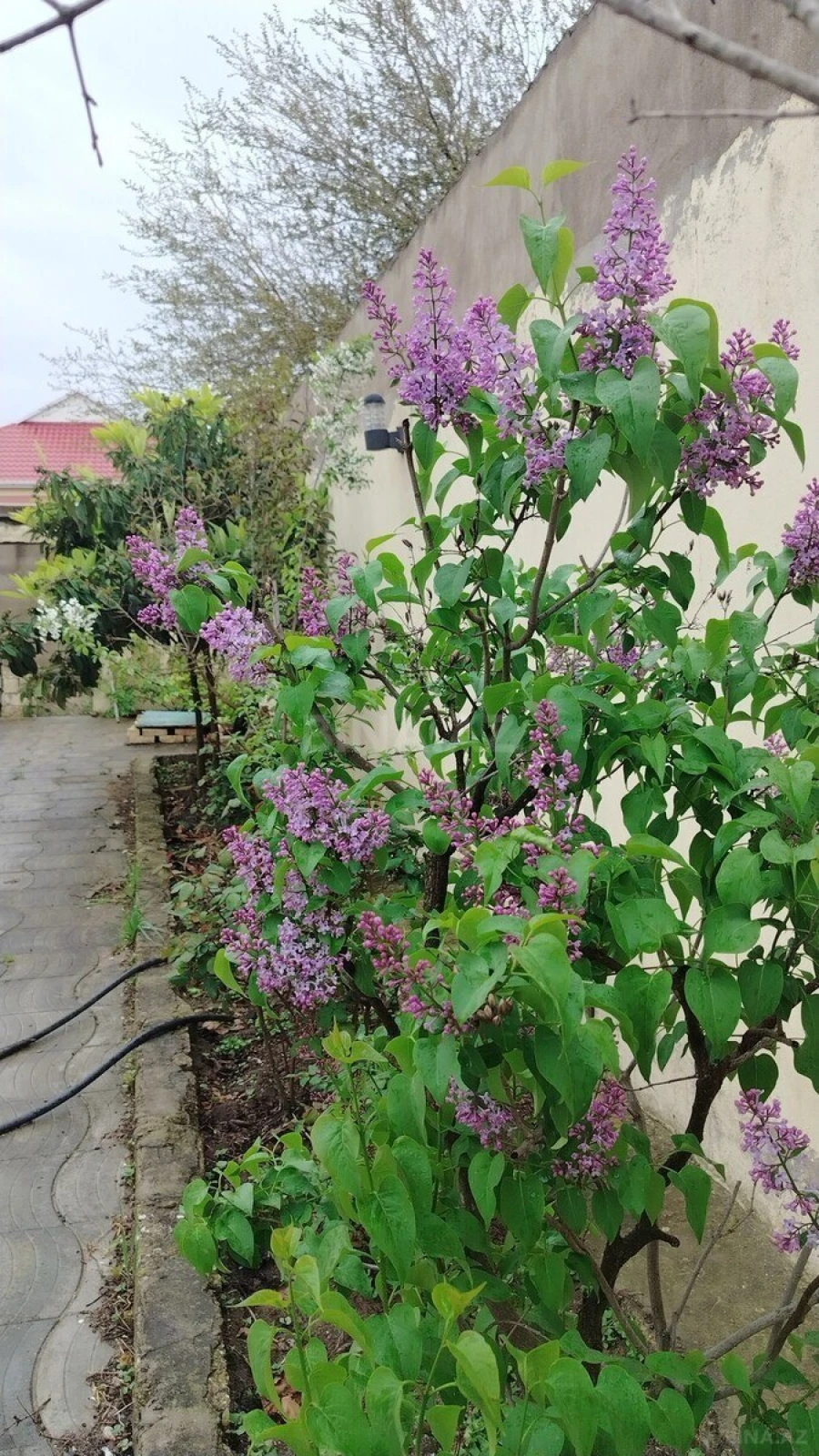 Satılır 7 otaqlı həyət evi 350 m²