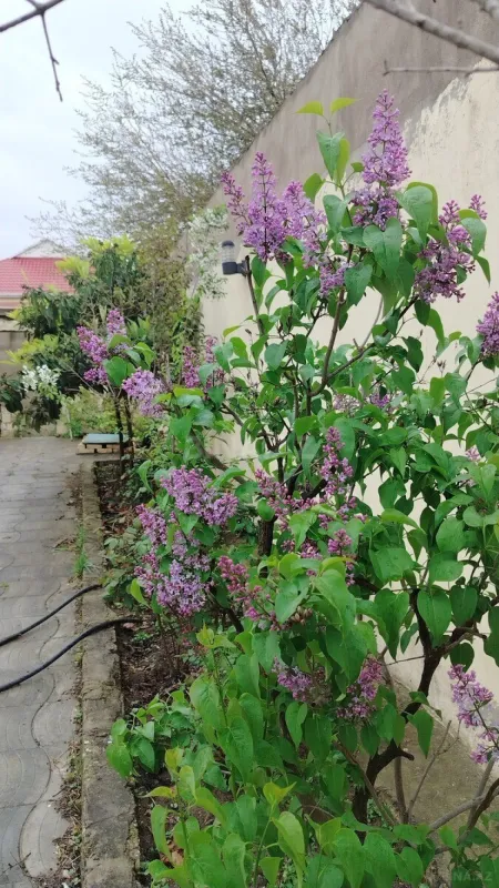 Satılır 7 otaqlı həyət evi 350 m²