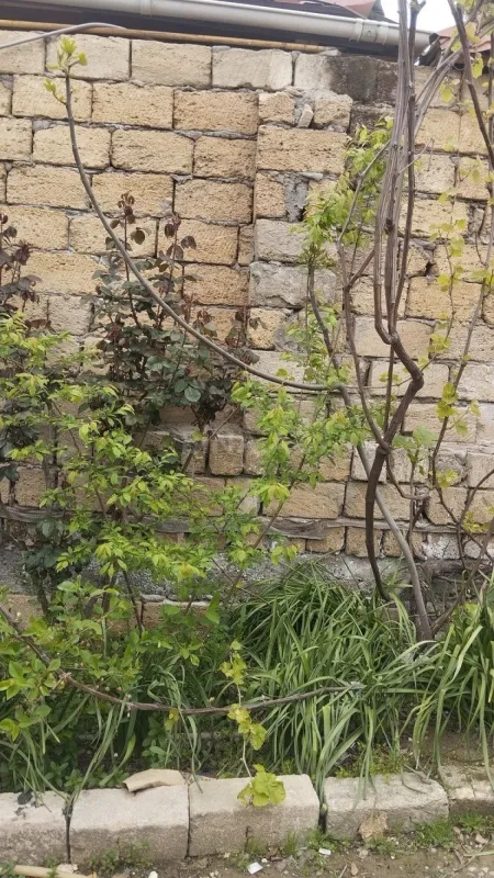 Satılır 2 otaqlı həyət evi 40 m²