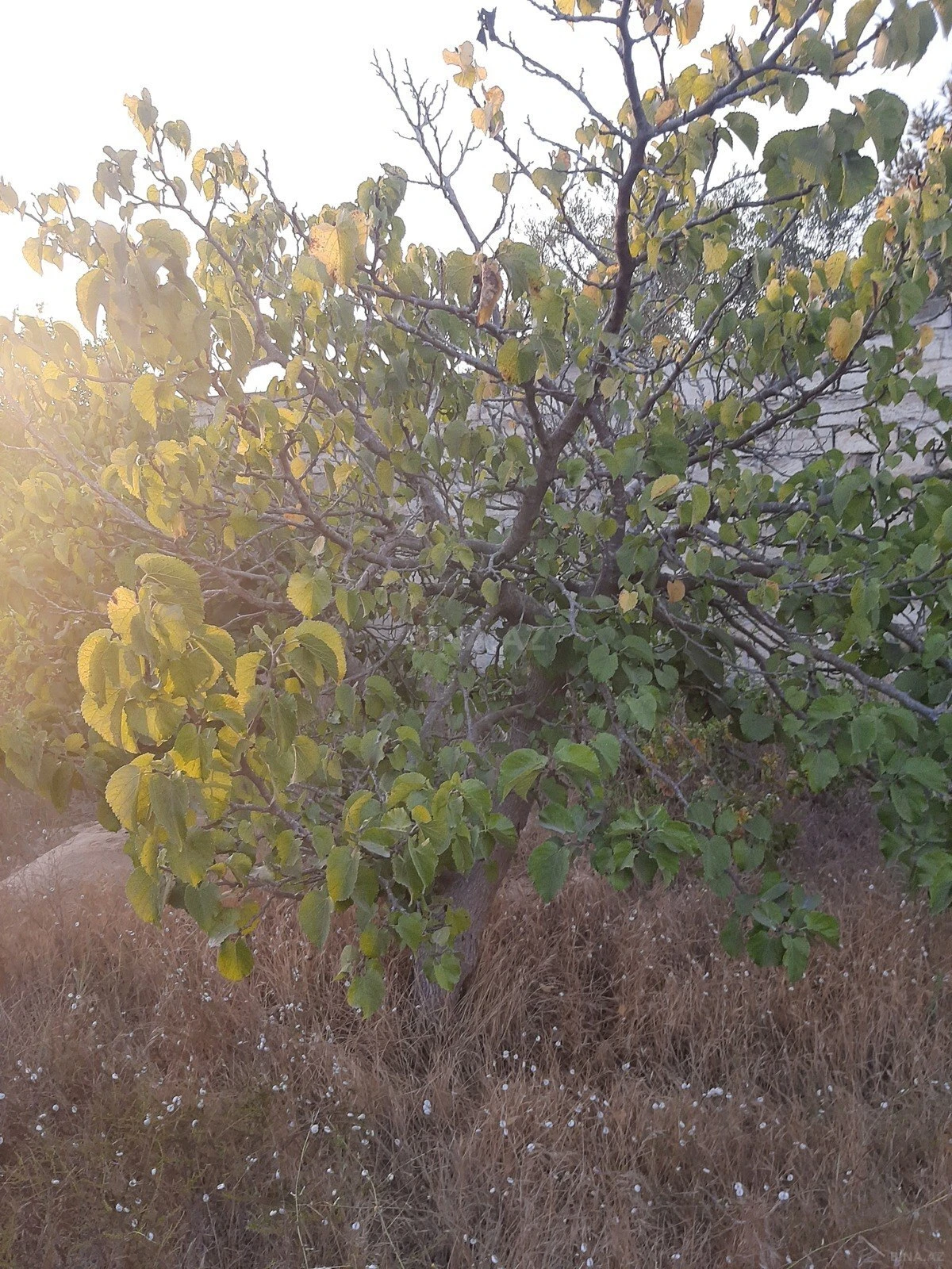 Satılır torpaq sahəsi 12 m²