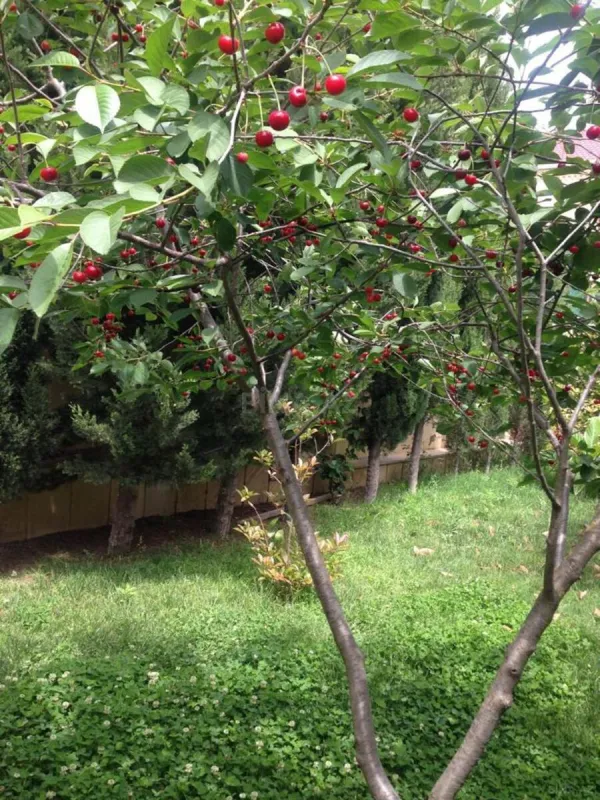 Kirayə verilir 5 otaqlı həyət evi 250 m²