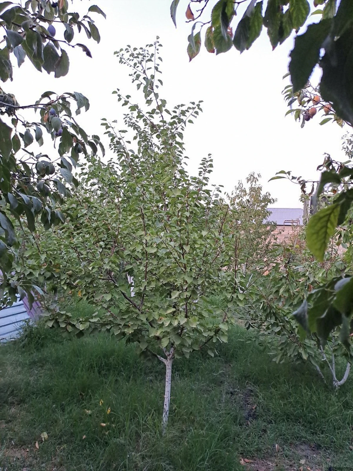 Satılır 3 otaqlı həyət evi 80 m²