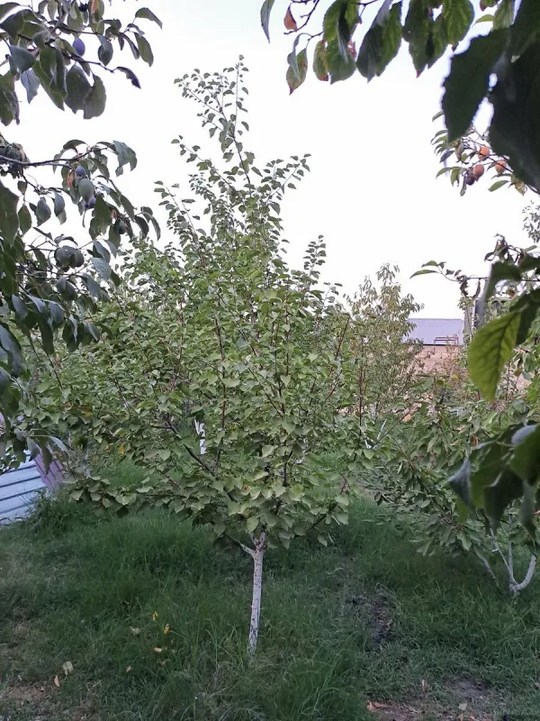 Satılır 3 otaqlı həyət evi 80 m²