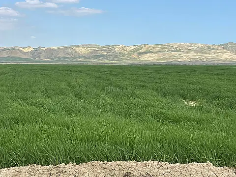 Satılır torpaq sahəsi 25000 m²