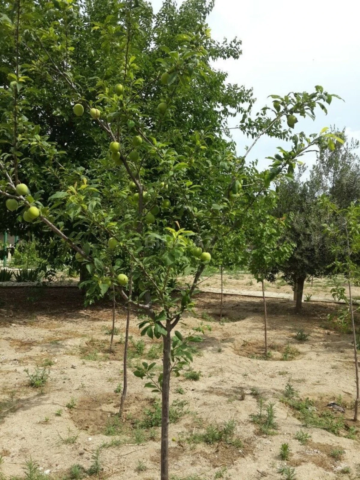 Kirayə verilir 5 otaqlı həyət evi 300 m²