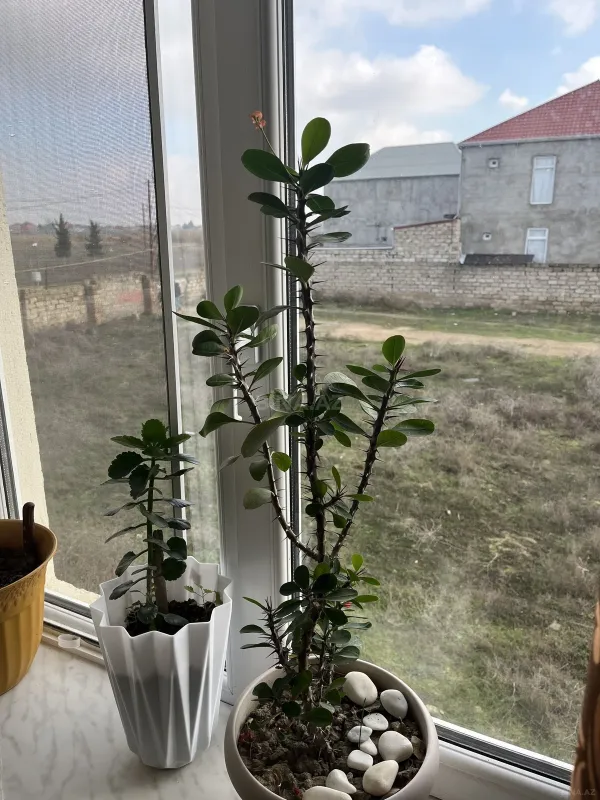 Satılır 4 otaqlı həyət evi 140 m²