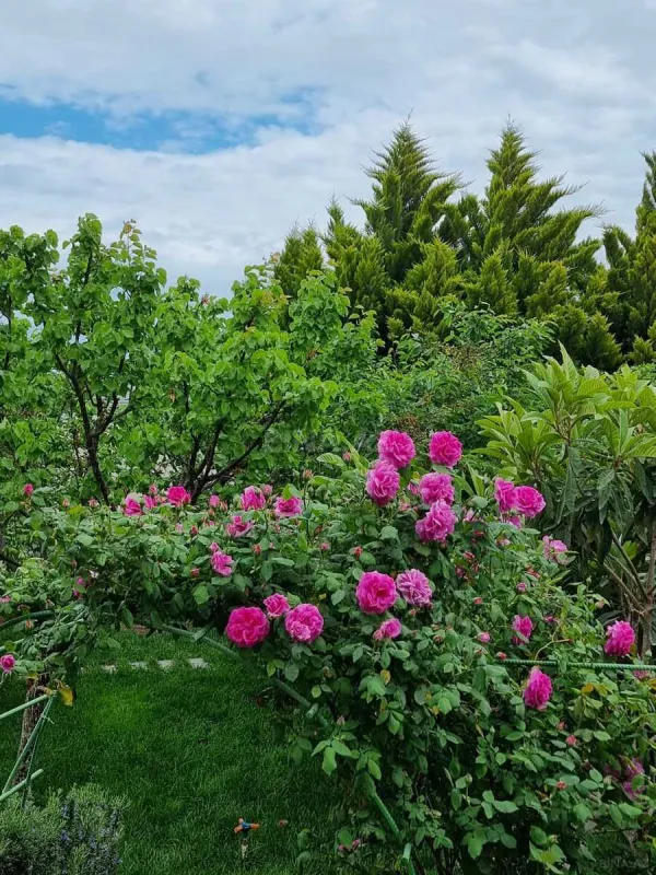 Satılır 5 otaqlı həyət evi 226 m²