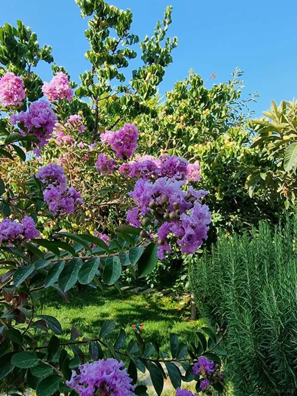 Satılır 5 otaqlı həyət evi 226 m²