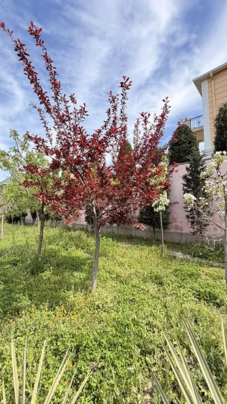 Satılır 4 otaqlı həyət evi 140 m²