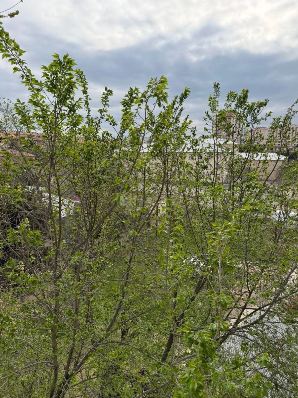 Satılır 2 otaqlı mənzil 55 m²