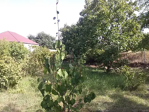 Satılır torpaq sahəsi 20 m²
