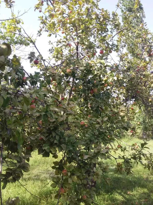 Satılır torpaq sahəsi 20 m²