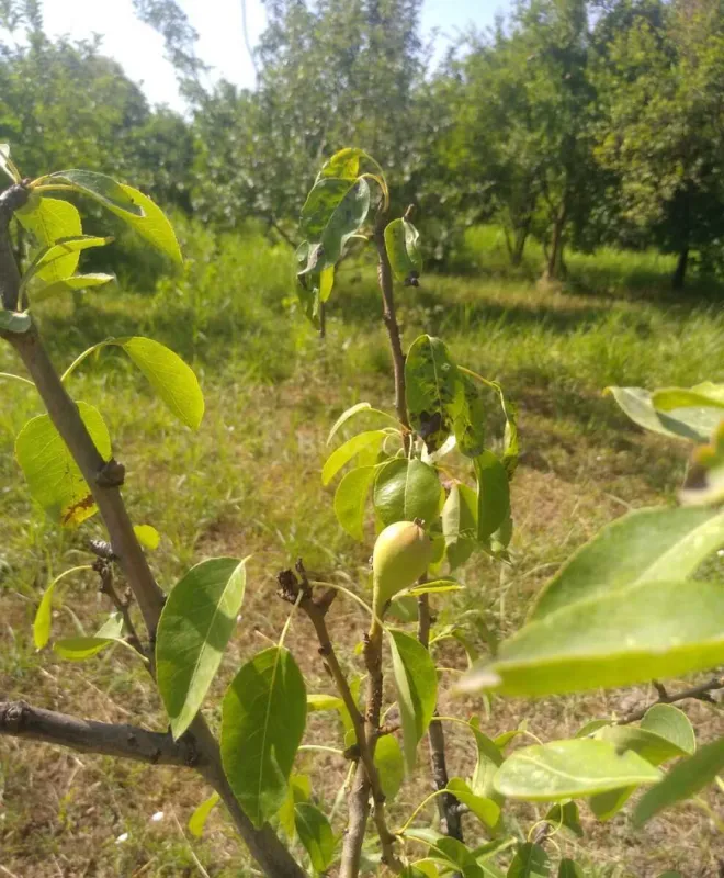 Satılır torpaq sahəsi 20 m²