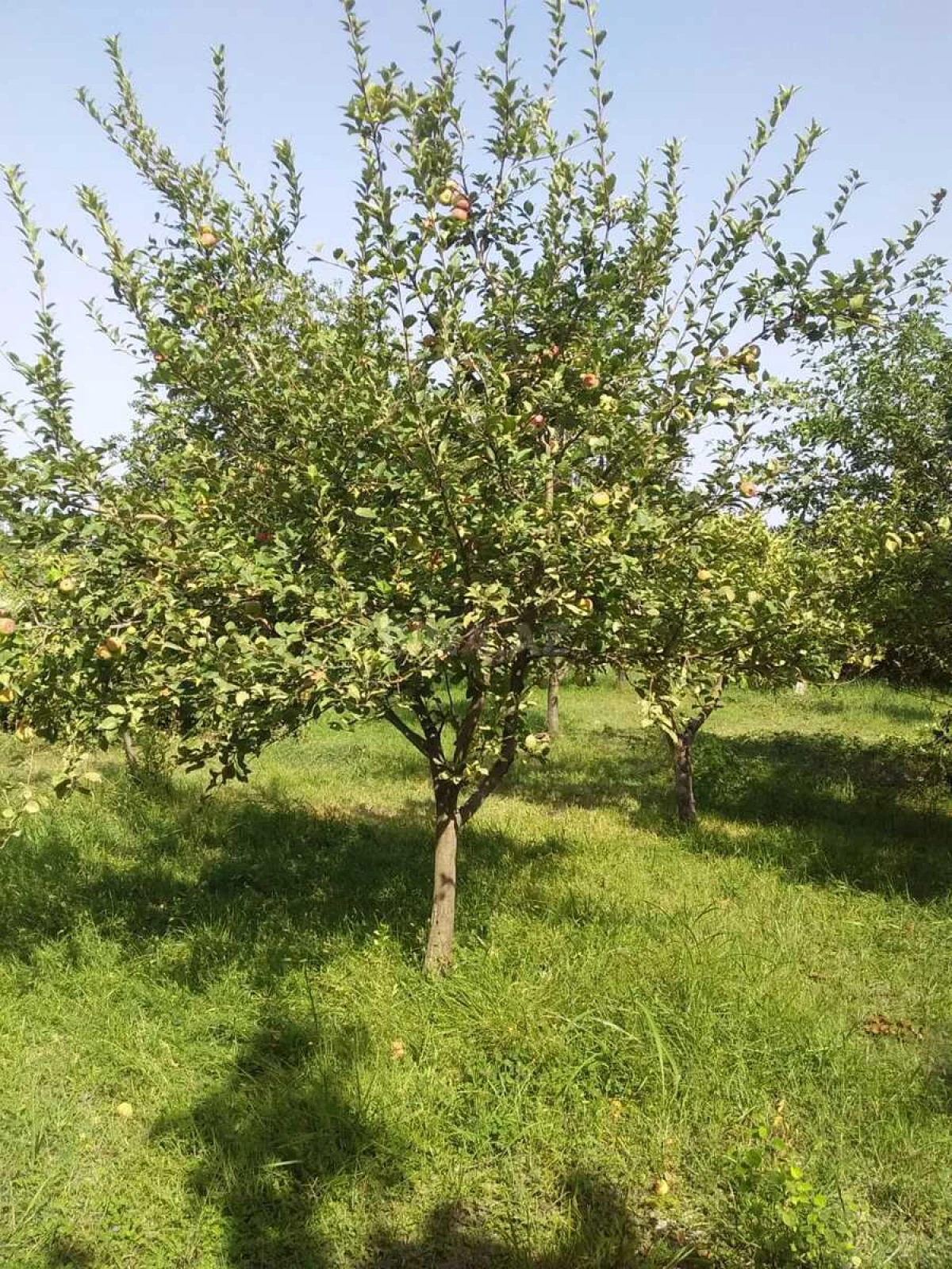 Satılır torpaq sahəsi 20 m²