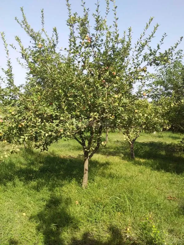 Satılır torpaq sahəsi 20 m²